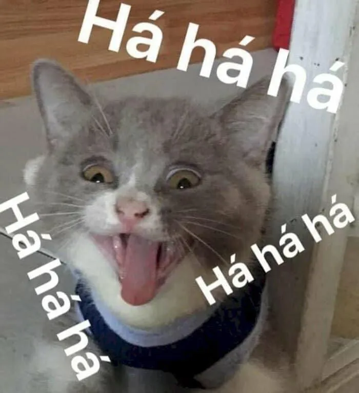 Meme bựa: 145+ biểu cảm hài hước và độc đáo
