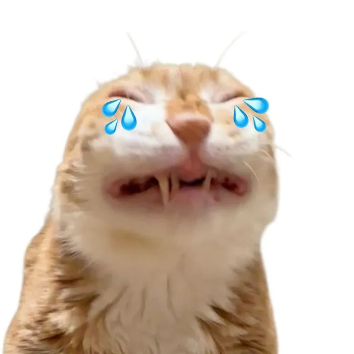 Meme bựa: 145+ biểu cảm hài hước và độc đáo