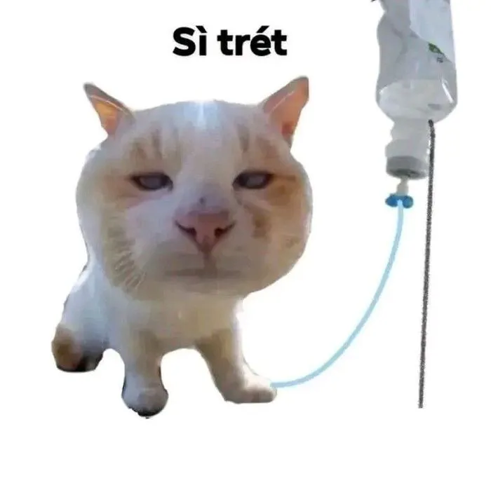 Meme bựa: 145+ biểu cảm hài hước và độc đáo