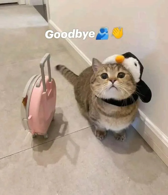 Top 99+ meme bye hài hước, xua tan mọi buồn phiền tức thì Top 99+ meme bye hài hước, xua tan mọi buồn phiền tức thì