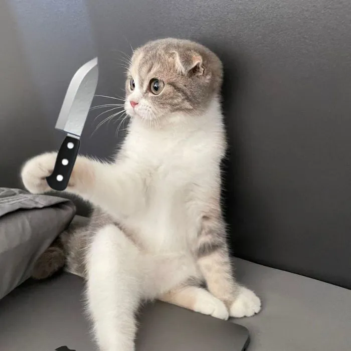 Khám phá 98+ meme cầm dao hài hước, độc đáo nhất hiện nay