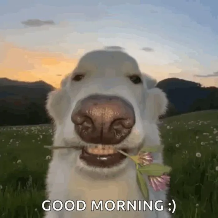 Tuyển tập 145+ meme chào buổi sáng hài hước nhất