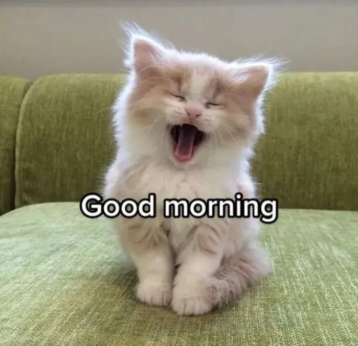 Tuyển tập 145+ meme chào buổi sáng hài hước nhất