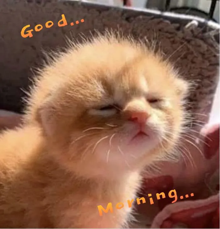 Tuyển tập 145+ meme chào buổi sáng hài hước nhất