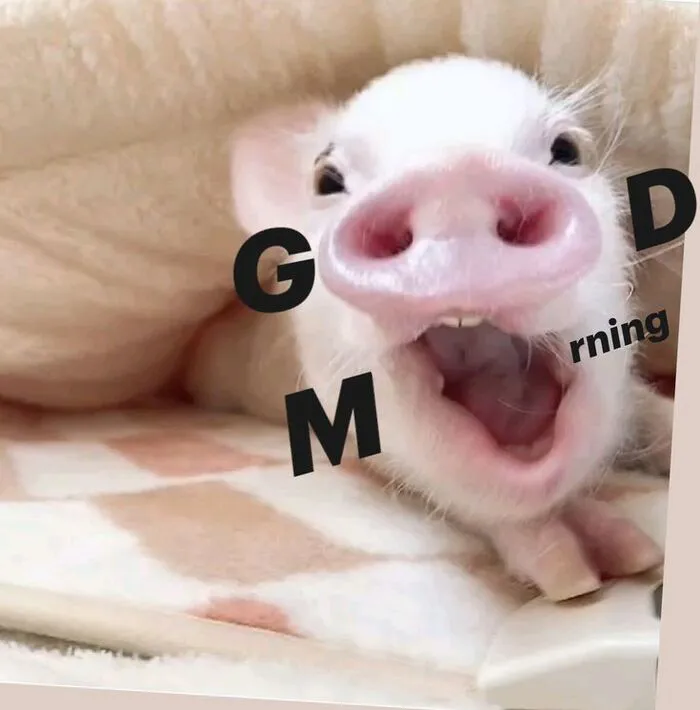Tuyển tập 145+ meme chào buổi sáng hài hước nhất