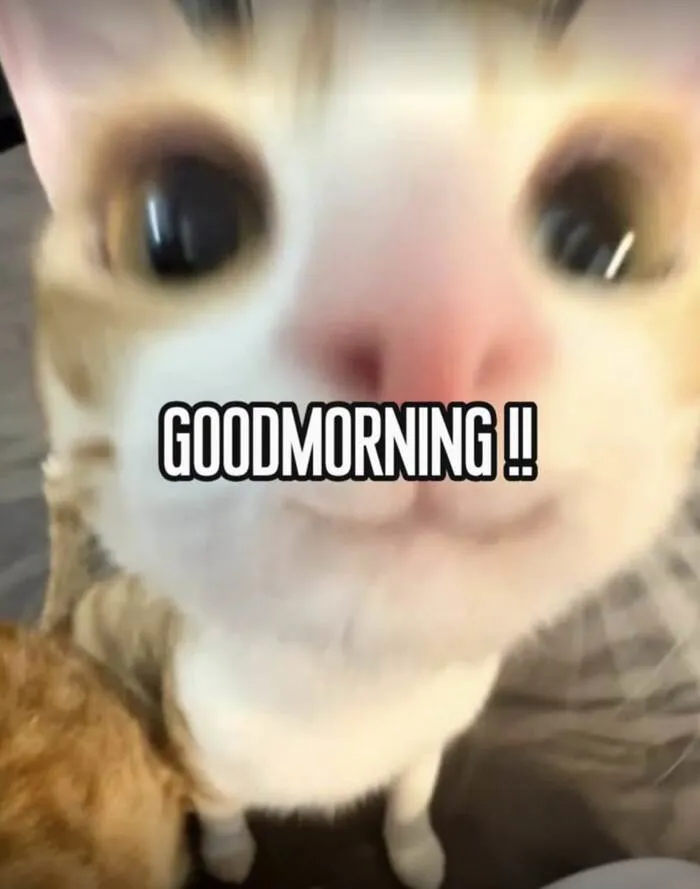 Tuyển tập 145+ meme chào buổi sáng hài hước nhất