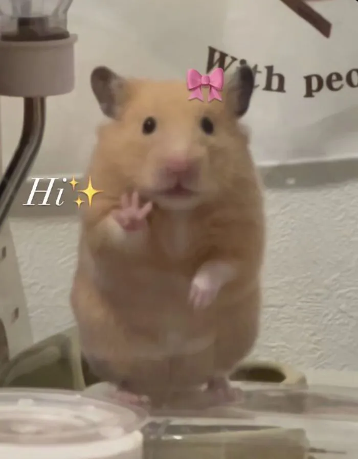 Kho meme chào độc đáo: Hơn 150+ ảnh cười thả ga