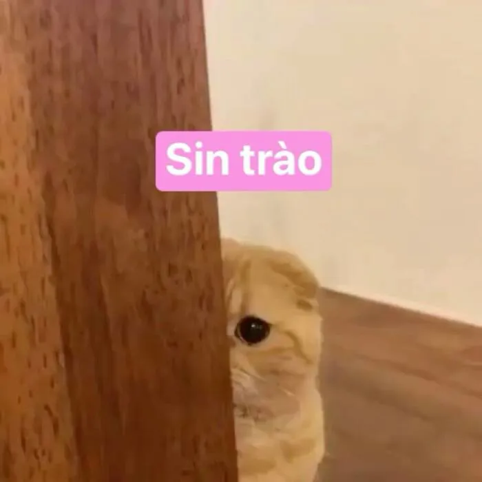 Kho meme chào độc đáo: Hơn 150+ ảnh cười thả ga