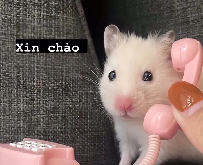 Kho meme chào độc đáo: Hơn 150+ ảnh cười thả ga