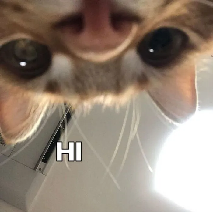 Kho meme chào độc đáo: Hơn 150+ ảnh cười thả ga