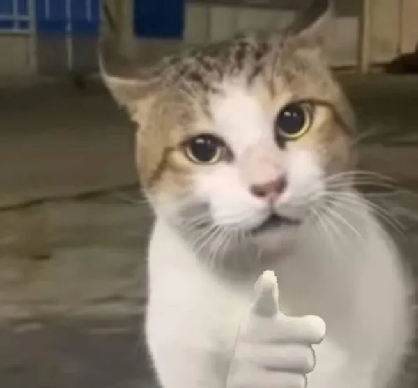 Tổng hợp 108+ meme chỉ tay hài hước, độc đáo nhất Tổng hợp 108+ meme chỉ tay hài hước, độc đáo nhất