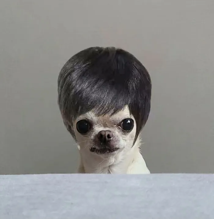 Tuyển tập 238+ meme chó hài hước, độc đáo nhất