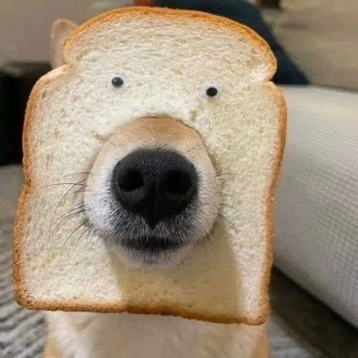 Tuyển tập 238+ meme chó hài hước, độc đáo nhất