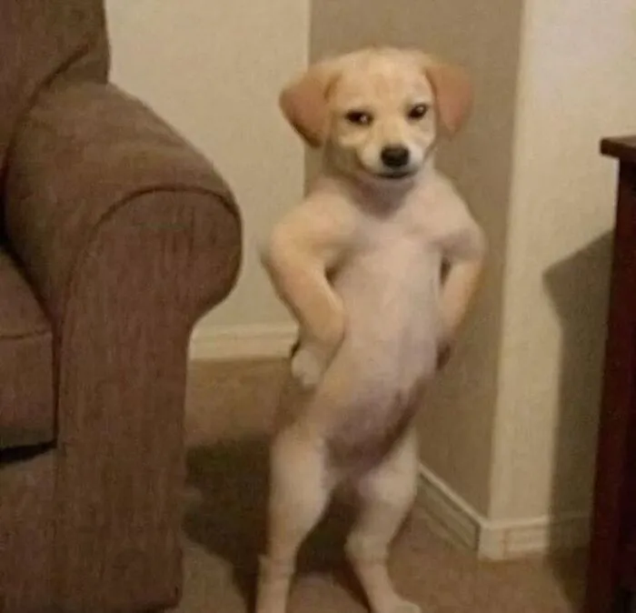 Tuyển tập 238+ meme chó hài hước, độc đáo nhất