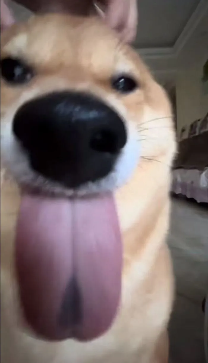 Tuyển tập 238+ meme chó hài hước, độc đáo nhất