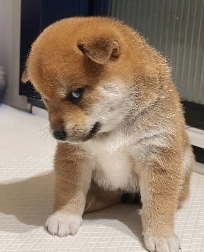 Tuyển tập 238+ meme chó hài hước, độc đáo nhất