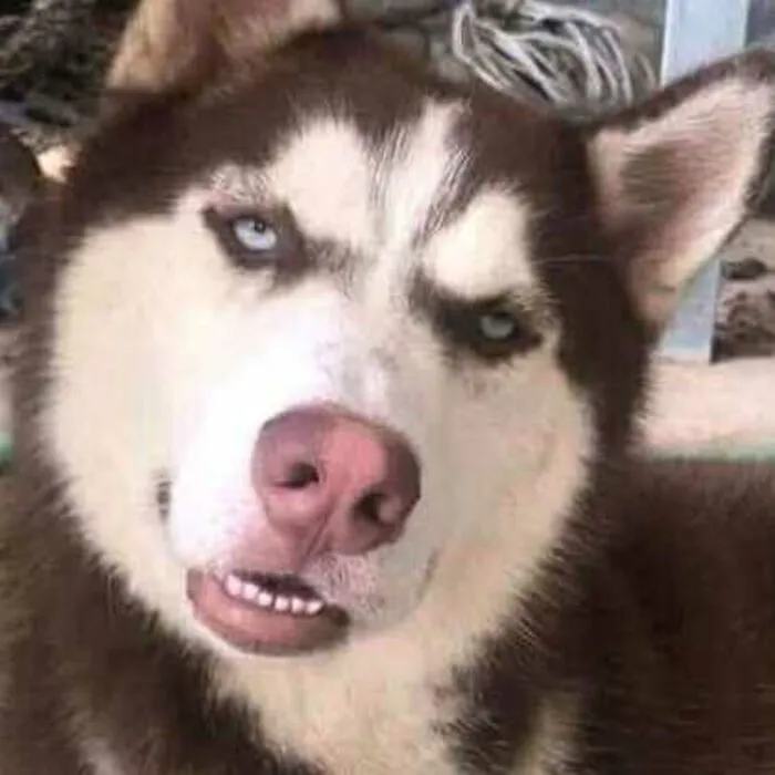 Tuyển tập 238+ meme chó hài hước, độc đáo nhất