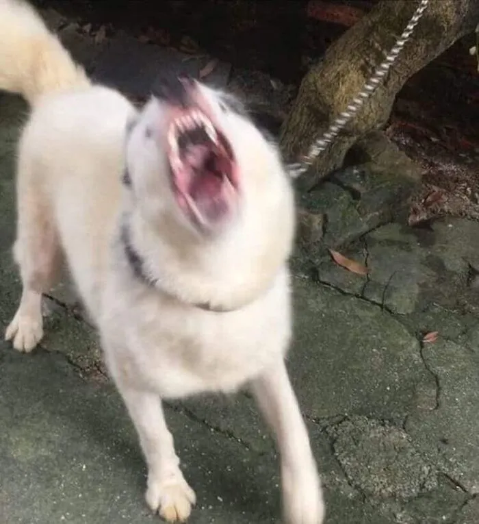 Tuyển tập 187+ meme chó cắn hài hước, "khó đỡ"