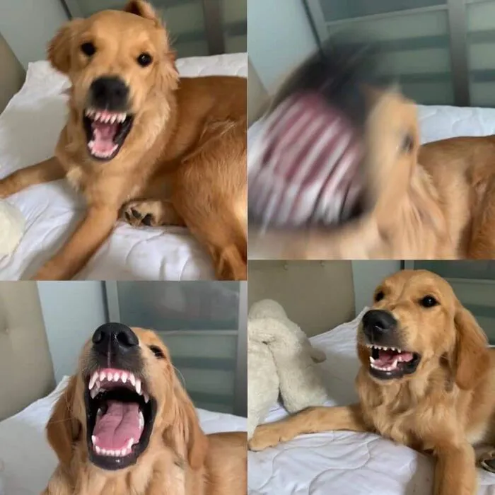 Tuyển tập 187+ meme chó cắn hài hước, 
