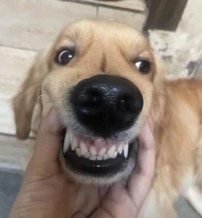 Tuyển tập 187+ meme chó cắn hài hước, 