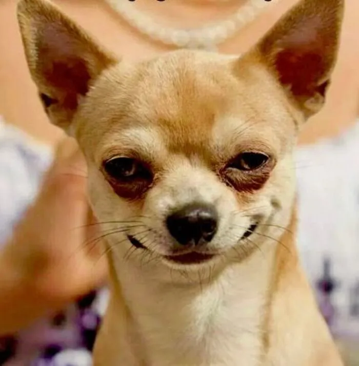 145+ meme chó cười cực hài hước, xua tan mọi muộn phiền