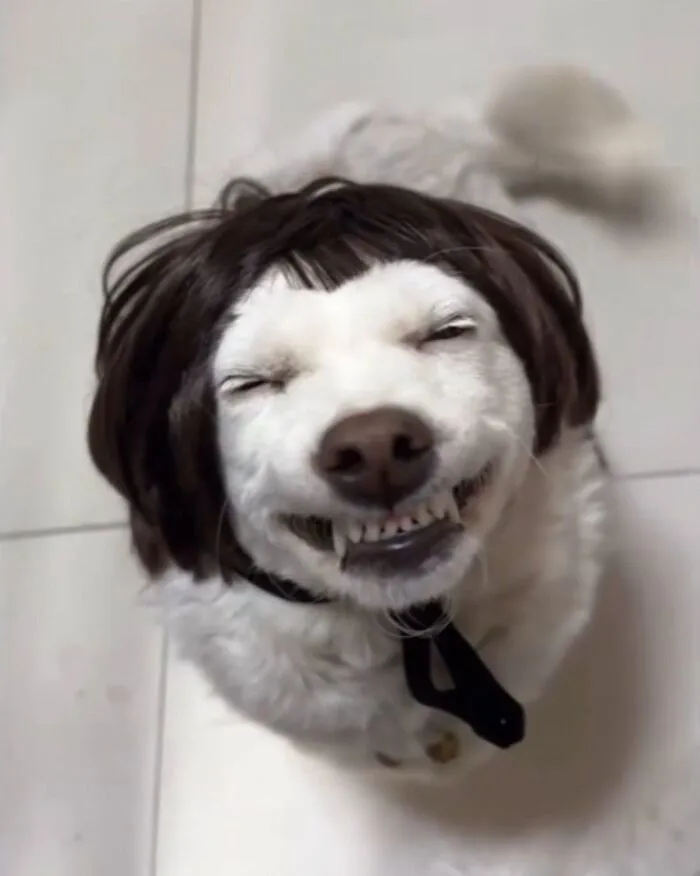 145+ meme chó cười cực hài hước, xua tan mọi muộn phiền