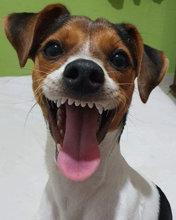 145+ meme chó cười cực hài hước, xua tan mọi muộn phiền