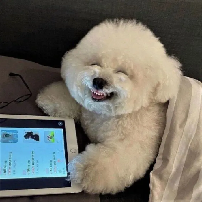 145+ meme chó cười cực hài hước, xua tan mọi muộn phiền