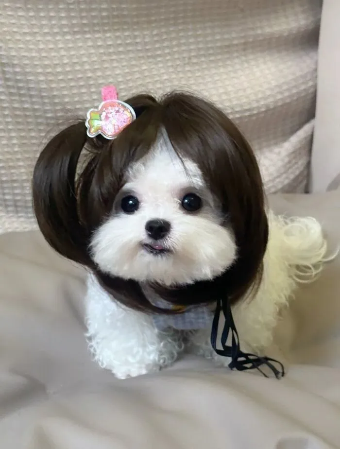 145+ meme chó cười cực hài hước, xua tan mọi muộn phiền