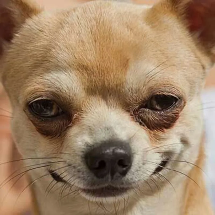 145+ meme chó cười cực hài hước, xua tan mọi muộn phiền