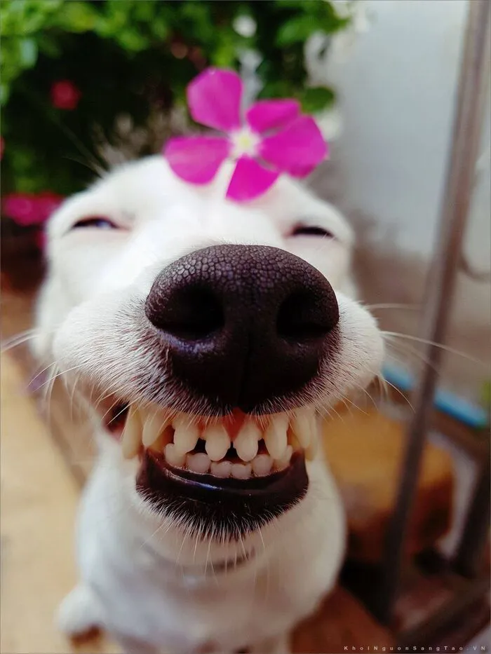 145+ meme chó cười cực hài hước, xua tan mọi muộn phiền