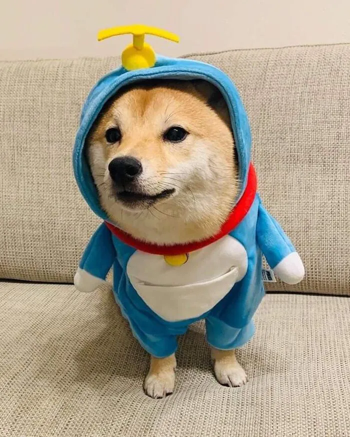 Tuyển tập 238+ meme chó hài hước, độc đáo nhất