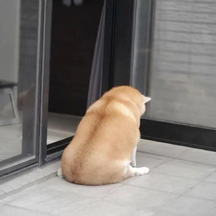 Tuyển tập 238+ meme chó hài hước, độc đáo nhất