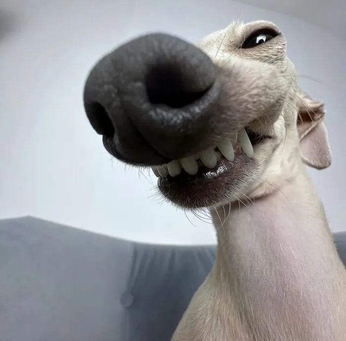 Tuyển tập 238+ meme chó hài hước, độc đáo nhất