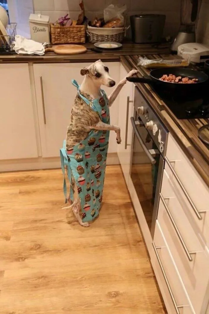 Tuyển tập 238+ meme chó hài hước, độc đáo nhất