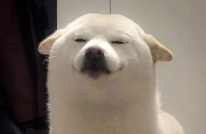 Tuyển tập 238+ meme chó hài hước, độc đáo nhất