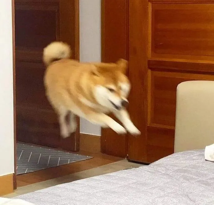 Tuyển tập 238+ meme chó hài hước, độc đáo nhất