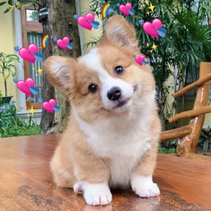 Tuyển tập 238+ meme chó hài hước, độc đáo nhất