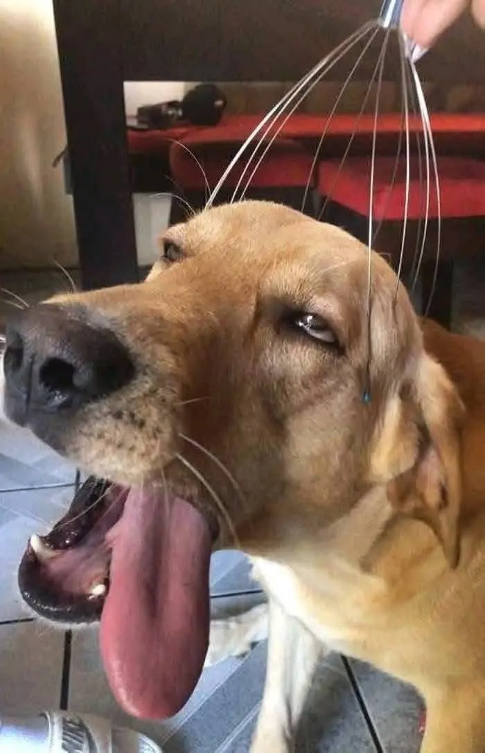 Tuyển tập 238+ meme chó hài hước, độc đáo nhất