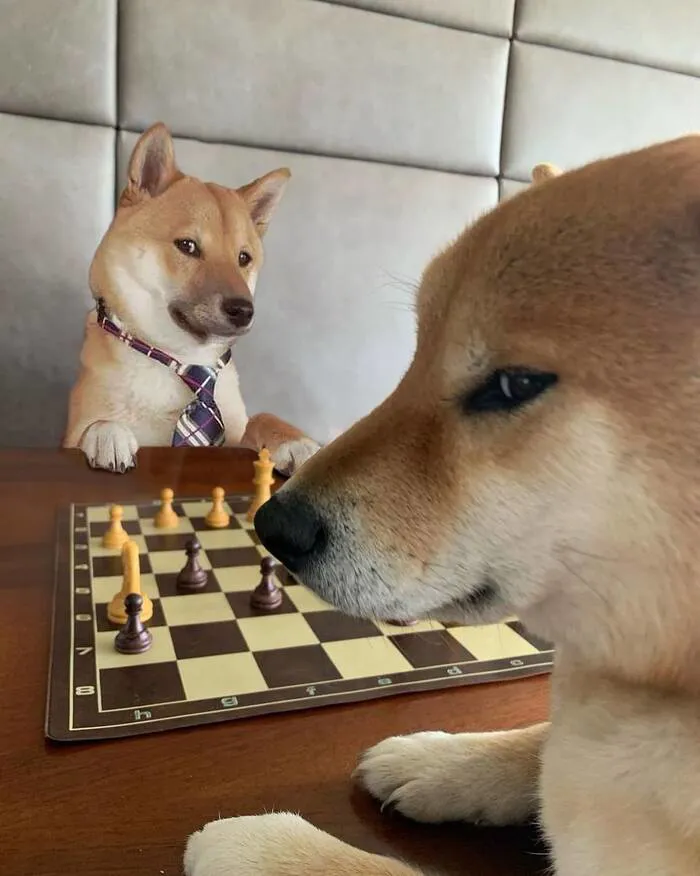 Tuyển tập 238+ meme chó hài hước, độc đáo nhất