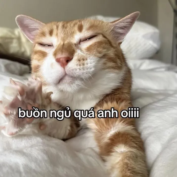 Khám phá 123+ meme chúc ngủ ngon hài hước, dễ thương nhất
