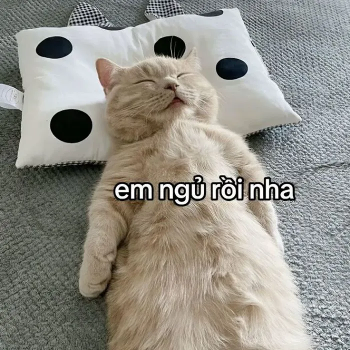 Khám phá 123+ meme chúc ngủ ngon hài hước, dễ thương nhất