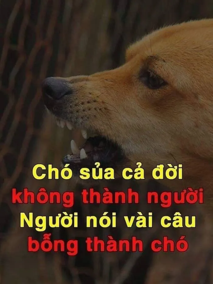 Tổng hợp 189+ meme chửi hài hước khiến bạn cười ra nước mắt