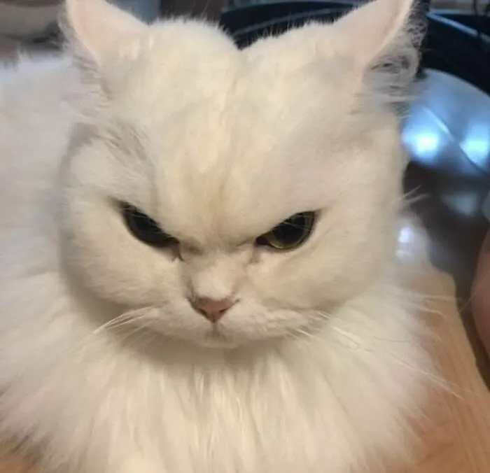 Khám phá 98+ meme con mèo hài hước nhất mọi thời đại