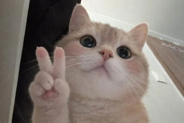 Khám phá 98+ meme con mèo hài hước nhất mọi thời đại
