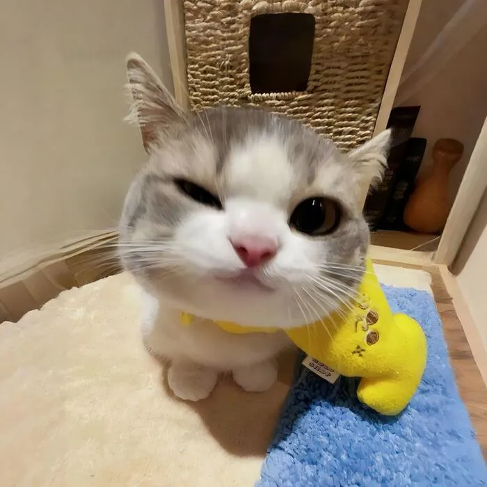 Khám phá 98+ meme con mèo hài hước nhất mọi thời đại