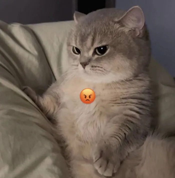 Khám phá 98+ meme con mèo hài hước nhất mọi thời đại