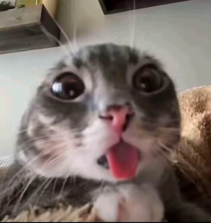 Khám phá 98+ meme con mèo hài hước nhất mọi thời đại