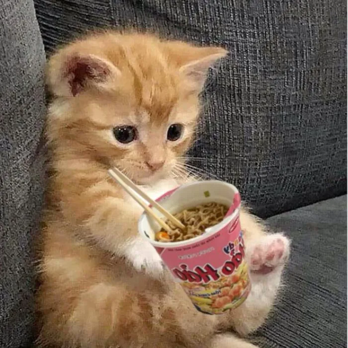 Khám phá 98+ meme con mèo hài hước nhất mọi thời đại