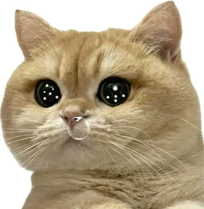 Khám phá 98+ meme con mèo hài hước nhất mọi thời đại